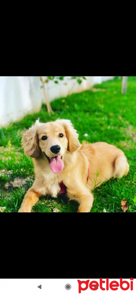 Amerikan Cocker Spaniel, Köpek  Barni fotoğrafı