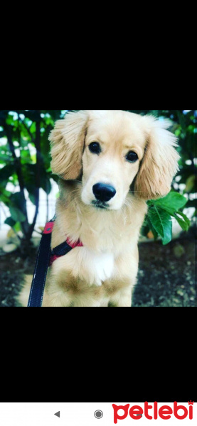 Amerikan Cocker Spaniel, Köpek  Barni fotoğrafı