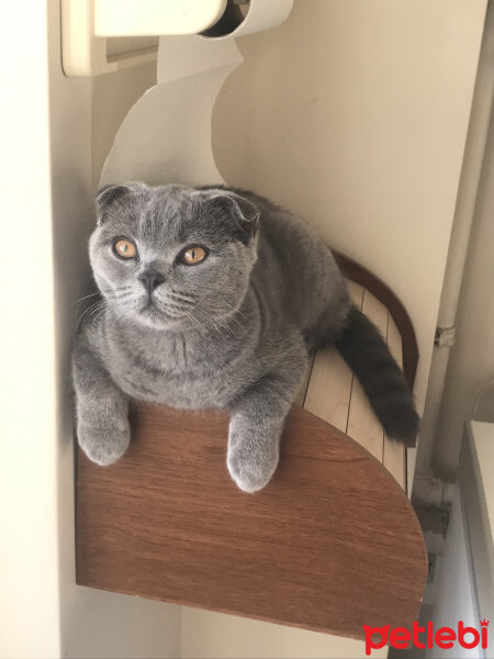 Scottish Fold, Kedi  Gümüş fotoğrafı