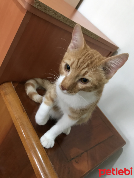 Tekir Kedi, Kedi  Laz fotoğrafı