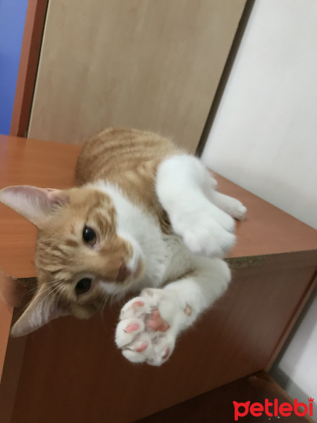 Tekir Kedi, Kedi  Laz fotoğrafı