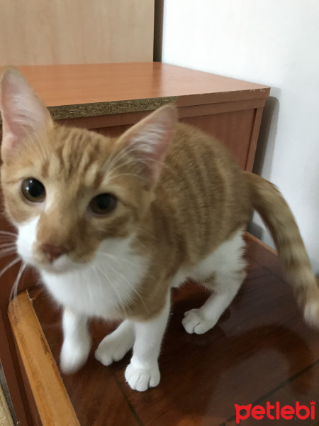 Tekir Kedi, Kedi  Laz fotoğrafı