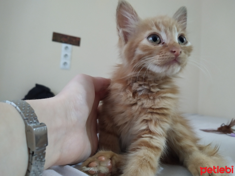 Tekir Kedi, Kedi  Şapşik fotoğrafı