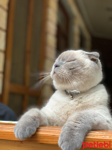 Scottish Fold, Kedi  Bıdık fotoğrafı