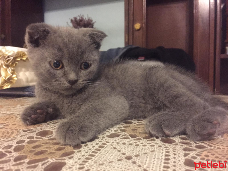 Scottish Fold, Kedi  rıfkı fotoğrafı