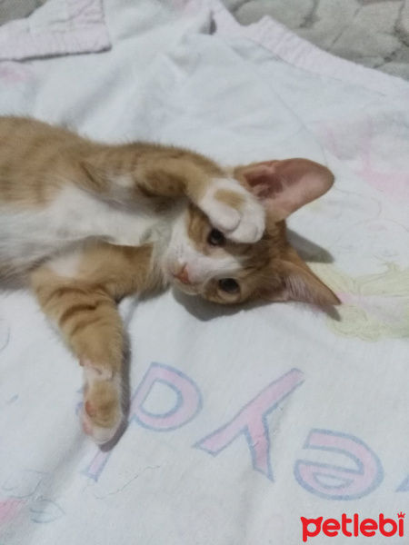 Tekir Kedi, Kedi  Latte fotoğrafı