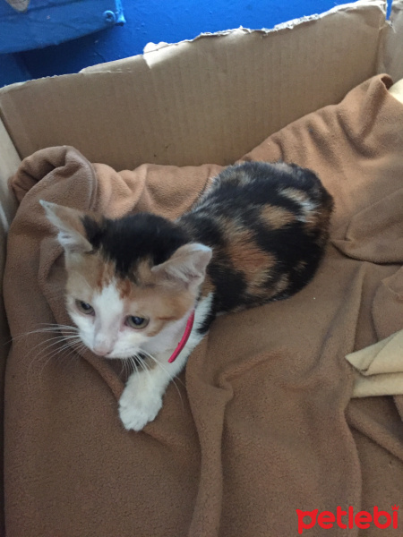 Tekir Kedi, Kedi  Prenses fotoğrafı