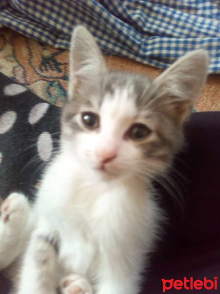 Tekir Kedi, Kedi  Duman fotoğrafı