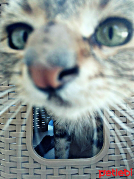 Tekir Kedi, Kedi  Nohut fotoğrafı