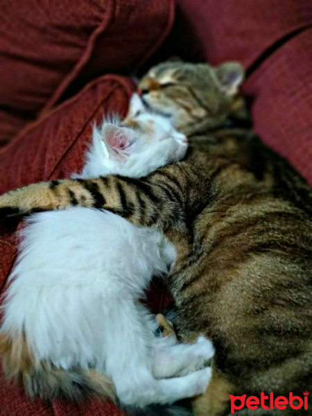 Tekir Kedi, Kedi  Nohut fotoğrafı