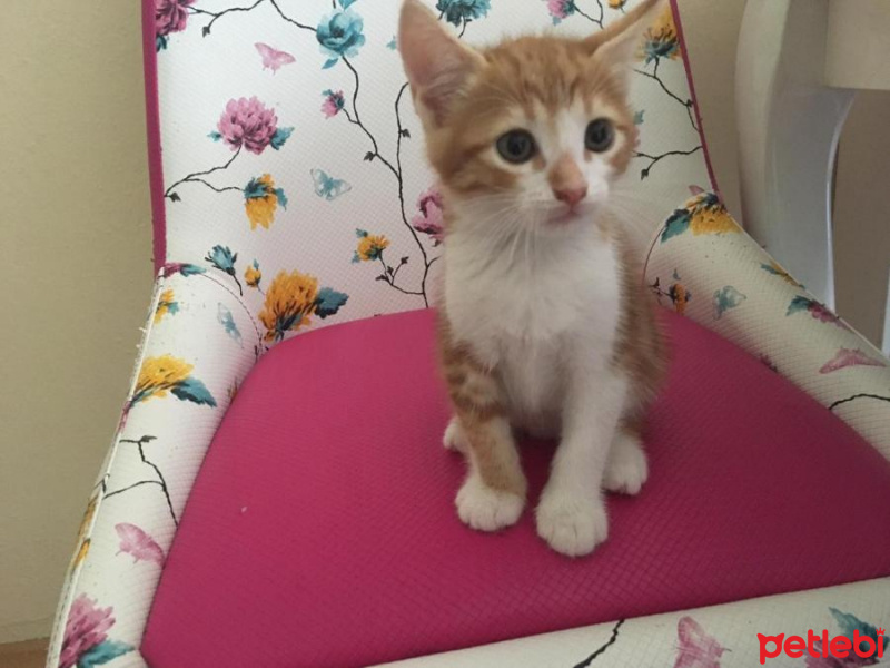Chinchilla, Kedi  Pera fotoğrafı