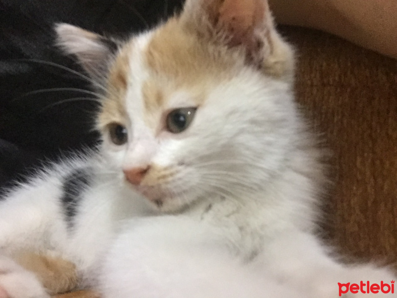 Tekir Kedi, Kedi  Doğa fotoğrafı