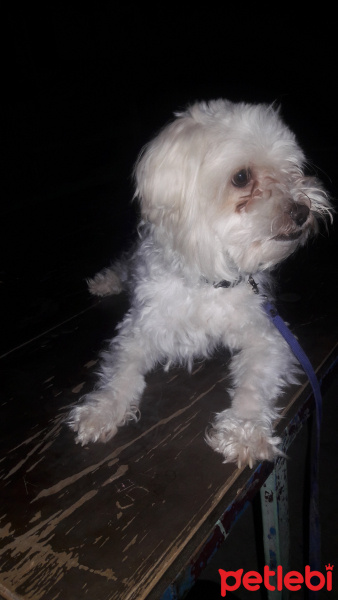 Maltese, Köpek  Narkoz fotoğrafı
