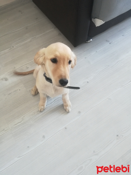 Golden Retriever, Köpek  Lady fotoğrafı