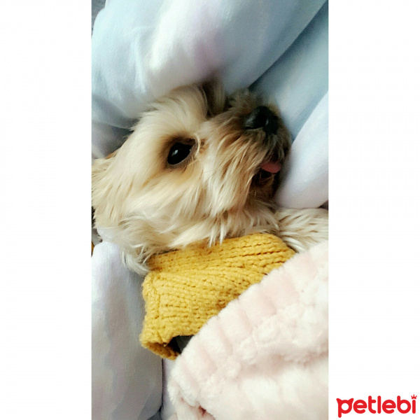 Yorkshire Terrier, Köpek  Mişa fotoğrafı