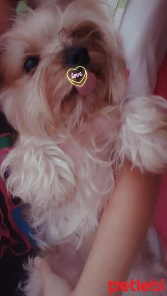 Yorkshire Terrier, Köpek  Mişa fotoğrafı