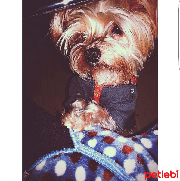 Yorkshire Terrier, Köpek  Mişa fotoğrafı
