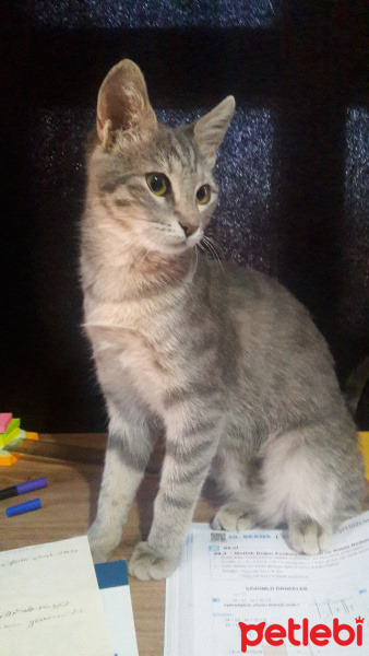 Tekir Kedi, Kedi  Aden fotoğrafı