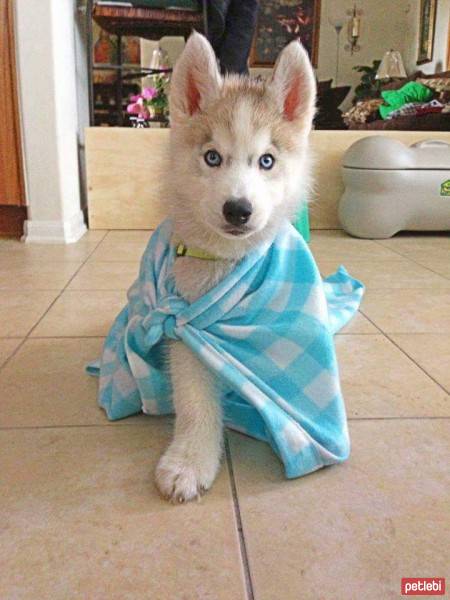 Sibirya Kurdu (Husky), Köpek  cayi fotoğrafı