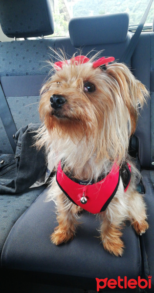 Yorkshire Terrier, Köpek  Paris fotoğrafı