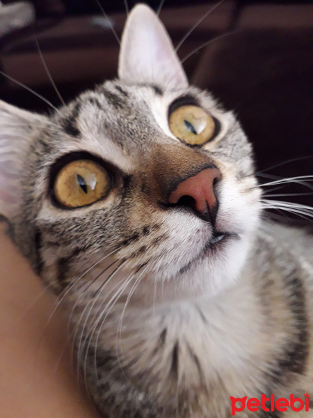 Tekir Kedi, Kedi  gypsy fotoğrafı