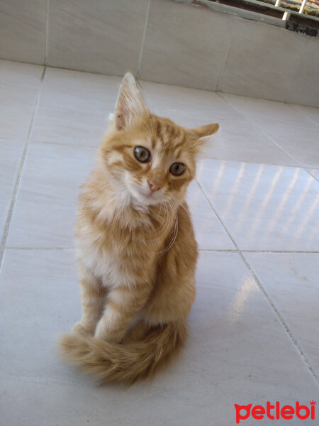 Ankara Kedisi, Kedi  ÜCRETSİZ YAVRULAR fotoğrafı