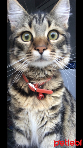 American Shorthair, Kedi  Herkül fotoğrafı