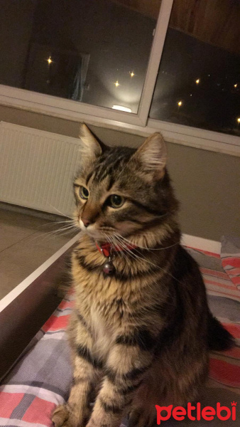 American Shorthair, Kedi  Herkül fotoğrafı