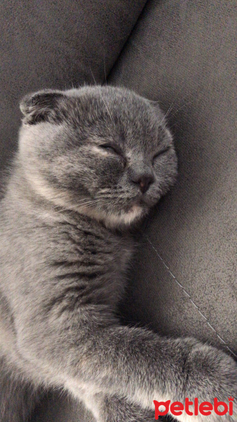 Scottish Fold, Kedi  Misha fotoğrafı