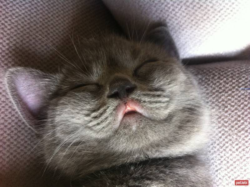 British Shorthair, Kedi  BADEM fotoğrafı