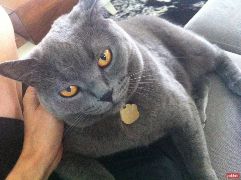 British Shorthair, Kedi  BADEM fotoğrafı
