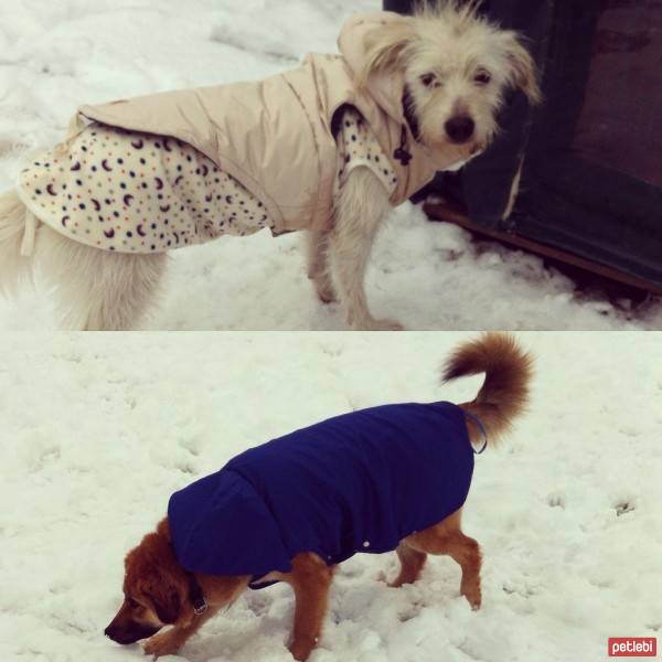 British Shorthair, Kedi  BADEM fotoğrafı
