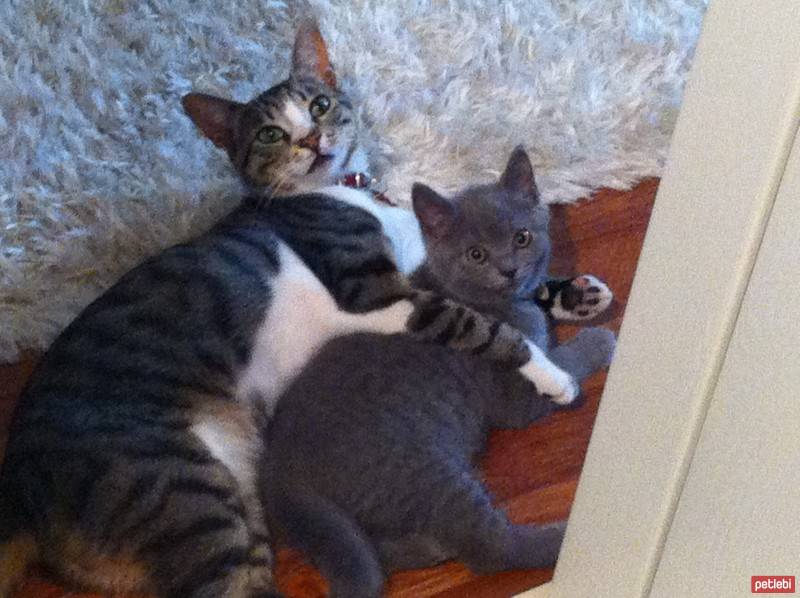 British Shorthair, Kedi  BADEM fotoğrafı