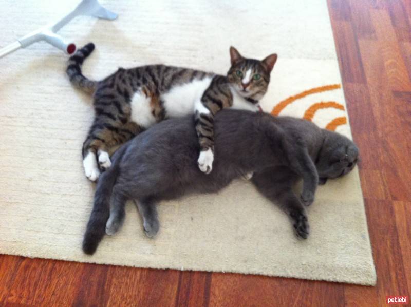 British Shorthair, Kedi  BADEM fotoğrafı