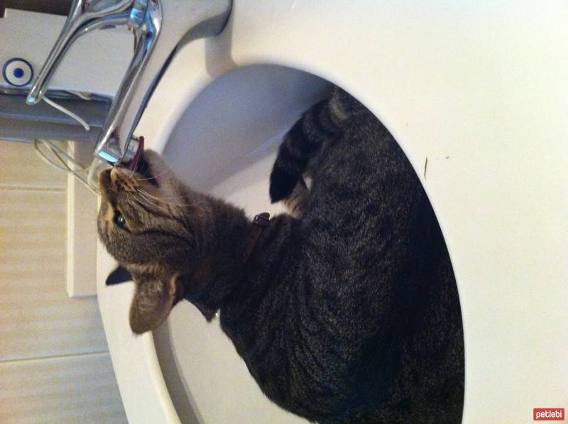 British Shorthair, Kedi  BADEM fotoğrafı