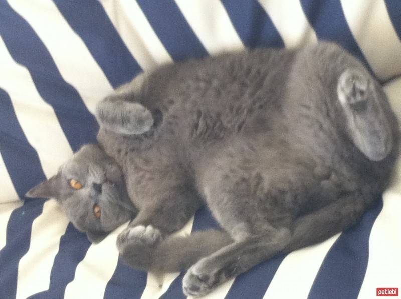 British Shorthair, Kedi  BADEM fotoğrafı