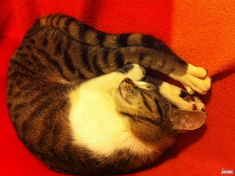British Shorthair, Kedi  BADEM fotoğrafı