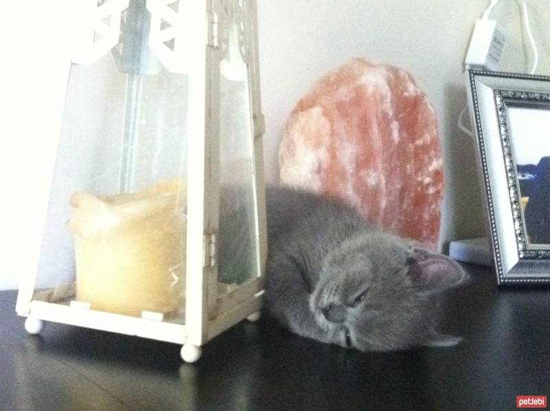 British Shorthair, Kedi  BADEM fotoğrafı