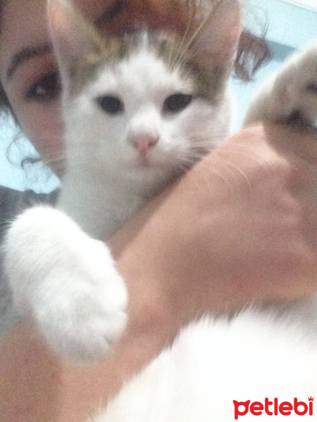 Tekir Kedi, Kedi  Adı yok fotoğrafı