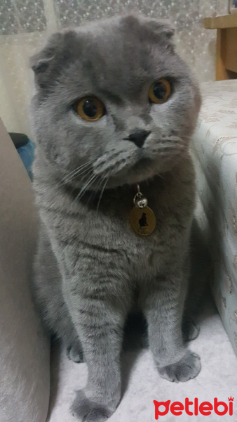 Scottish Fold, Kedi  Duman3 fotoğrafı