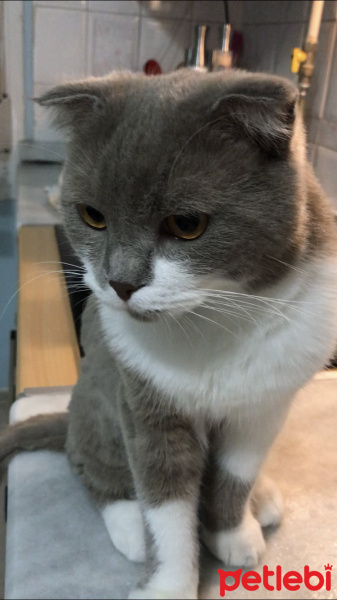 Scottish Fold, Kedi  Pamuk fotoğrafı