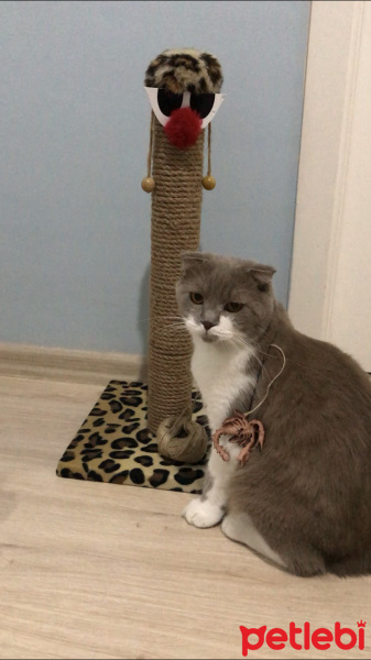 Scottish Fold, Kedi  Pamuk fotoğrafı