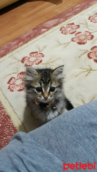 Chinchilla, Kedi  Matmazel fotoğrafı