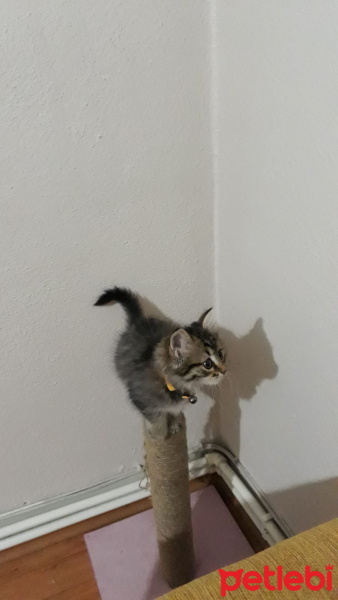Chinchilla, Kedi  Matmazel fotoğrafı