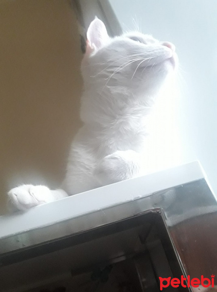 Egyptian Maular, Kedi  Bulut fotoğrafı