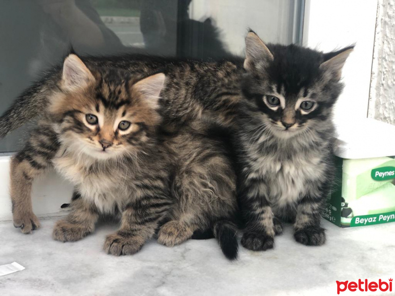 Tekir Kedi, Kedi  Pofuduk ve Tombik fotoğrafı