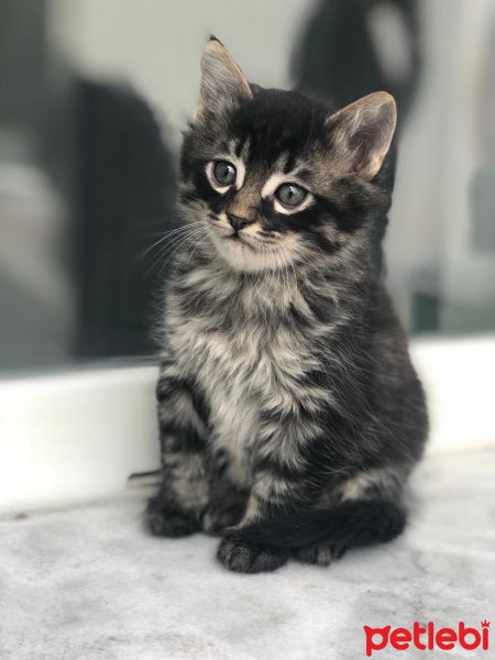 Tekir Kedi, Kedi  Pofuduk ve Tombik fotoğrafı