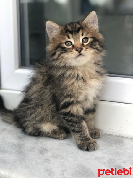 Tekir Kedi, Kedi  Pofuduk ve Tombik fotoğrafı