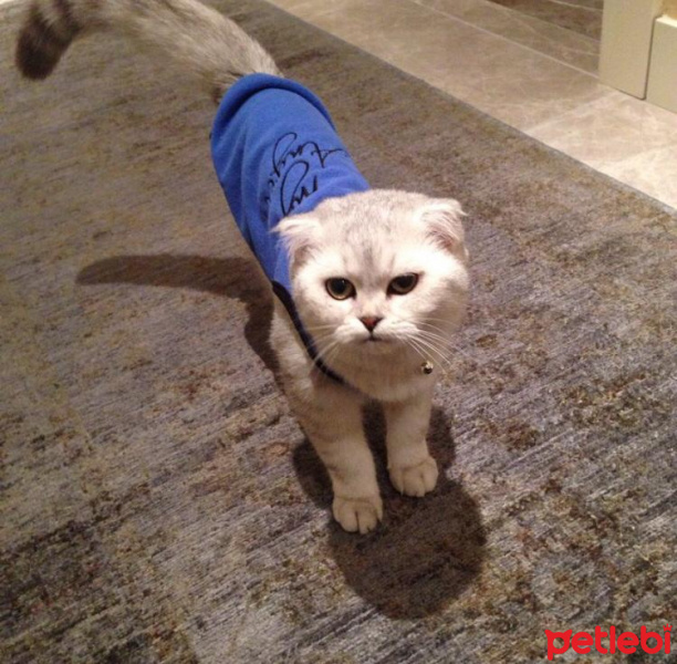 Scottish Fold, Kedi  Gümüş fotoğrafı