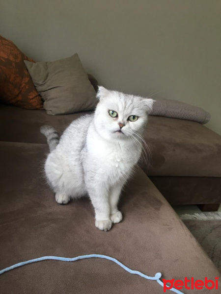 Scottish Fold, Kedi  Gümüş fotoğrafı